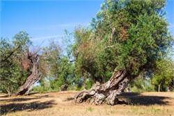 Xylella Update: Spread Continues in Southern Italy Amid Calls for Swift Action